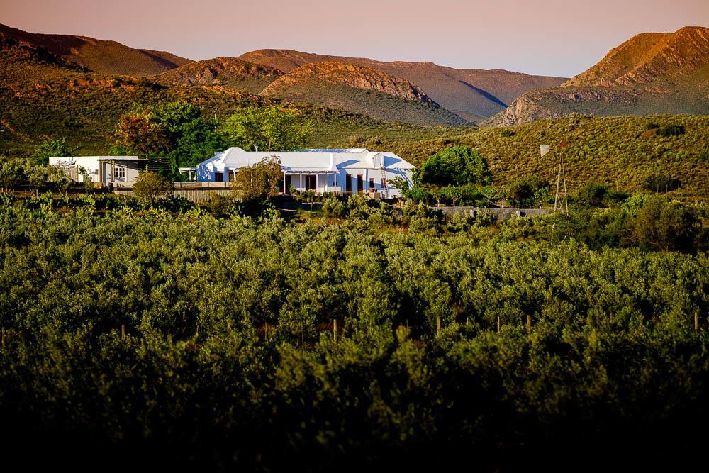 Vrisch Gewagt Boutique Self-Catering Olive Farm Pensionat Prince Albert Exteriör bild
